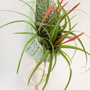 Haakpatroon Homedeco Plantenhanger (Digital)